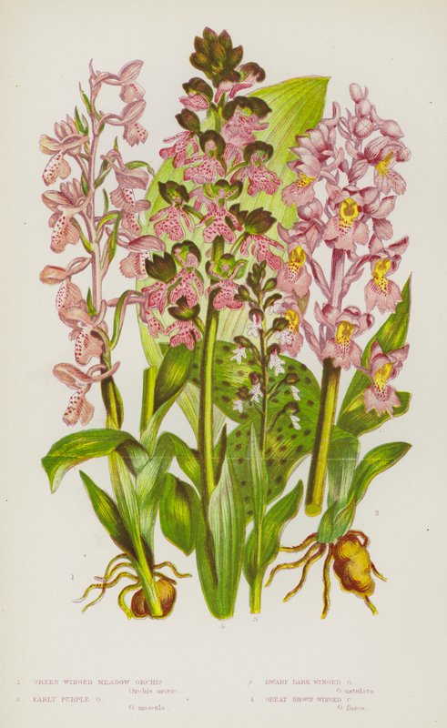 Kvetoucí rostliny Velké Británie: (barevná litografie): Zelený okřídlený orchidej, raný fialový orchidej, zakrslý tmavý okřídlený orchidej, velký hnědý okřídlený orchidej (barevná litografie) od English School