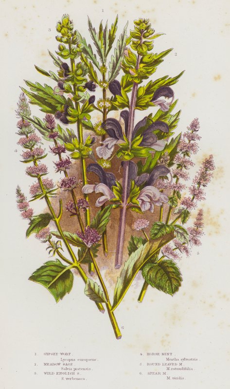 Kvetoucí rostliny Velké Británie: (barevná litografie): Gypsey-Wort, Meadow Sage, Wild English Sage, Horse-Mint, Round Leaved Mint, Spear Mint (barevná litografie) od English School