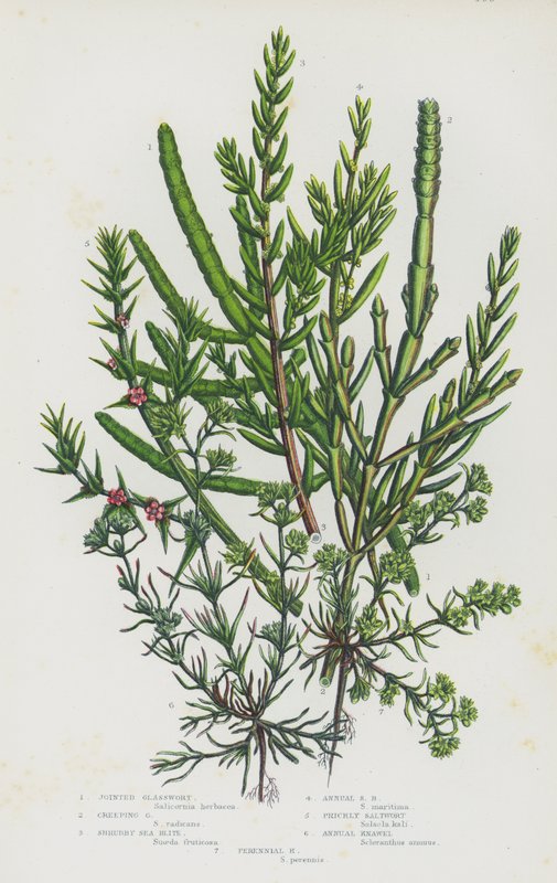 Kvetoucí rostliny Velké Británie: Sklokomorník, Pýr plazivý, Křovinatá mořská, Slaninka ostnitá, Sklokanka roční, Sklokanka vytrvalá (barva lito) od English School