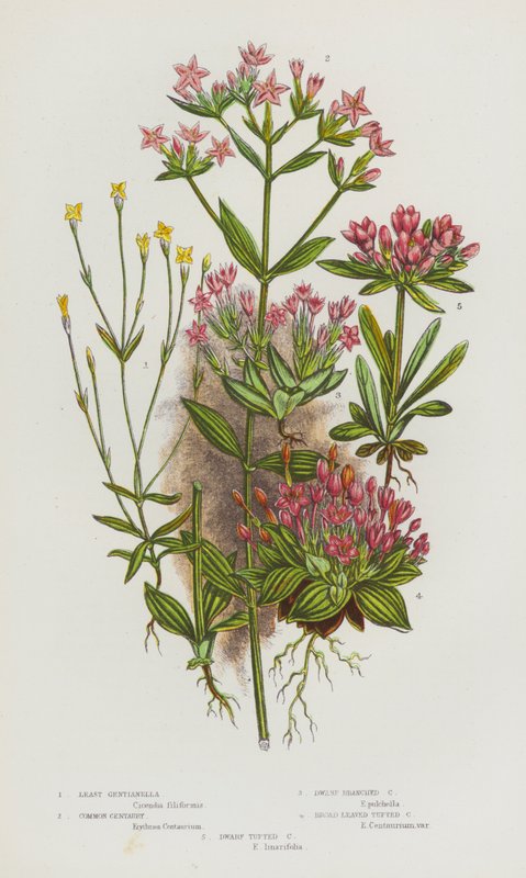 Kvetoucí rostliny Velké Británie: Centaury nejmenší, Centaury obecná, Centaury trpasličí větvená, Centaury širokolistá, Centaury trpasličí (barva litho) od English School