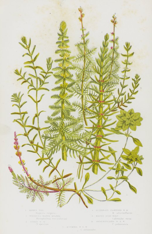 Kvetoucí rostliny Velké Británie: (barevná litografie): Mares Tall, Whorled Water Milfoil, Spiked Water Milfoil, Alternate Flowered Water Milfoil, Water Star-Wort, Pedunculated Water Star Wort, Autumnal Water Sort Wort (barevná litografie) od English School