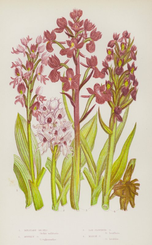 Kvetoucí rostliny Velké Británie: (barevná litografie): Orchis vojenský, Orchis opičí, Orchis laxní, Orchis bahenní (barevná litografie) od English School