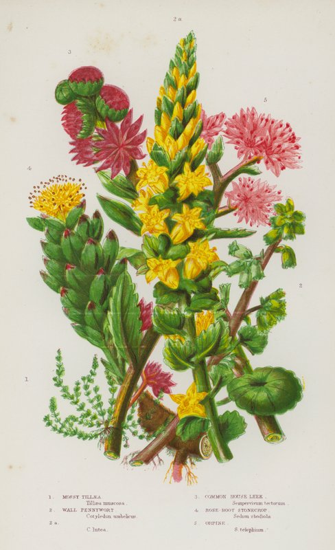 Kvetoucí rostliny Velké Británie: Tillaea mechová, Pennywort, Pennywort, Common House Leek, Rose-Root Stonecrop, Orpine (color litho) od English School