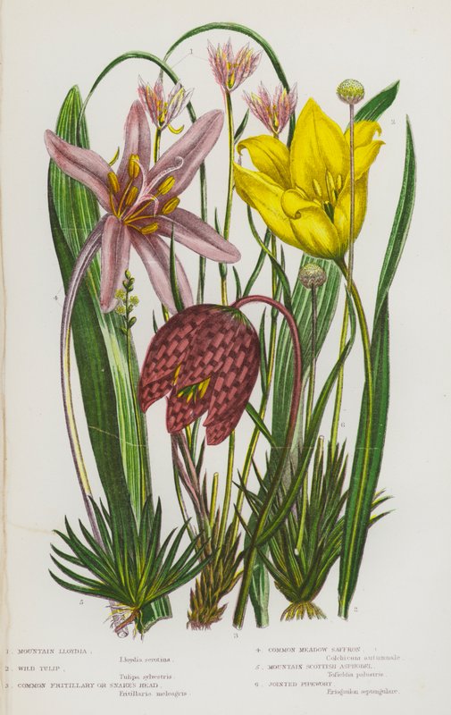 Kvetoucí rostliny Velké Británie: (barevná litografie): Lloydie horská, tulipán divoký, hadí mord obecný, šafrán luční, asfodel skotský horský, píďalka kloubatá (barevná litografie). od English School