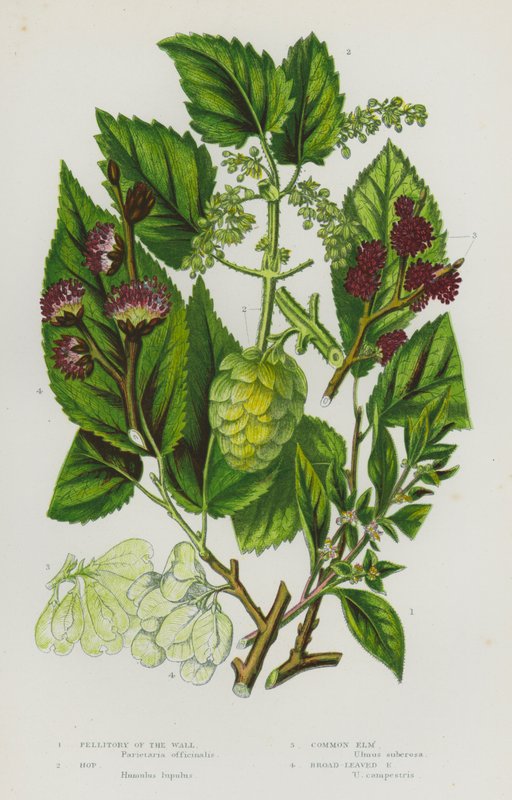 Kvetoucí rostliny Velké Británie: (barevná litografie): Pellitory of the Wall, Hop, Common Elm, Broad-Leaved Elm (barevná litografie) od English School