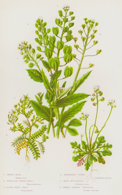 Kvetoucí rostliny Velké Británie: řeřicha řeřicha, řeřicha perfoliatá, řeřicha alpská, peněženka pastevecká, hutchinsie skalní, teesdalia nahá (barva lito) od English School