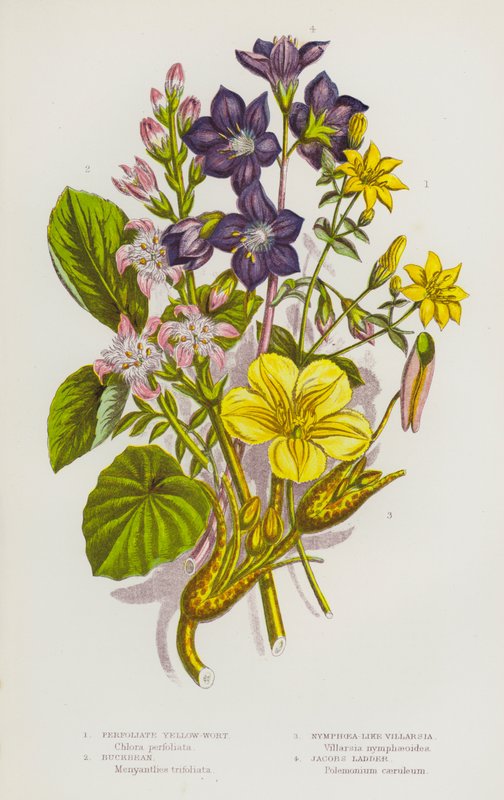Kvetoucí rostliny Velké Británie: (barevná litografie): Perfoliate Yellow-Wort, Buckbean, Nymphoea-Like Villarsia, Jacobs Ladder (barevná litografie) od English School