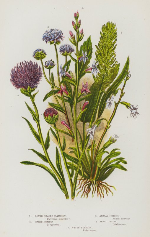 Kvetoucí rostliny Velké Británie: (barevná litografie), Lobelky, Lobelky vodní (barevná litografie). od English School