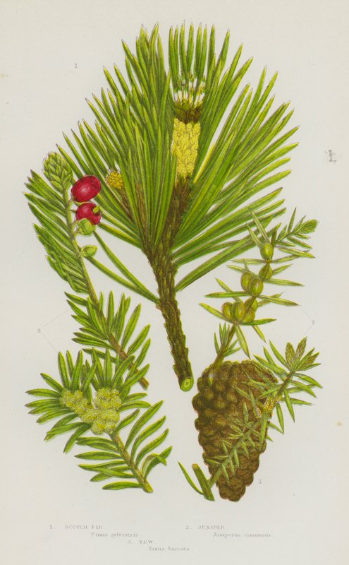 Kvetoucí rostliny Velké Británie: jedle skotská, jalovec, tis (barva litho) od English School