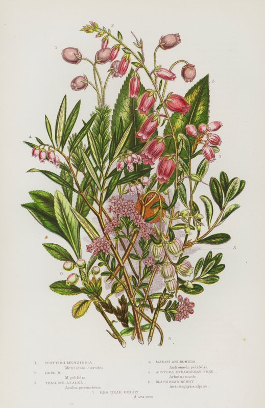 Kvetoucí rostliny Velké Británie: (barevná litografie): Menziesia Scottish, Menziesia Irish, Trailing Azalea, Andromeda Marsh, Austere Strawberry Tree, Black Bear-Berry, Red Bear-Berry (barevná litografie) od English School