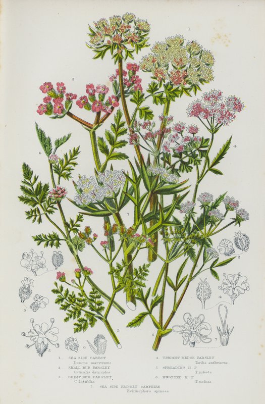 Kvetoucí rostliny Velké Británie: (barevná litografie): Sea Side Carrot, Small Bur Parsley, Great Bur Parsley, Upright Hedge Parsley, Spreading Hedge Parsley, Knotted Hedge Parsley, Sea Side Prickly Samphire (barevná litografie) od English School