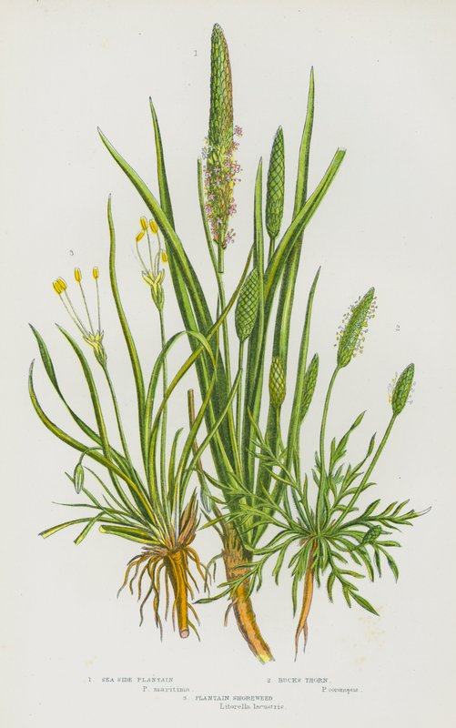Kvetoucí rostliny Velké Británie: (barevná litografie): Sea Side Plantain, Bucks Thorn, Plantain Shoreweed (barevná litografie) od English School