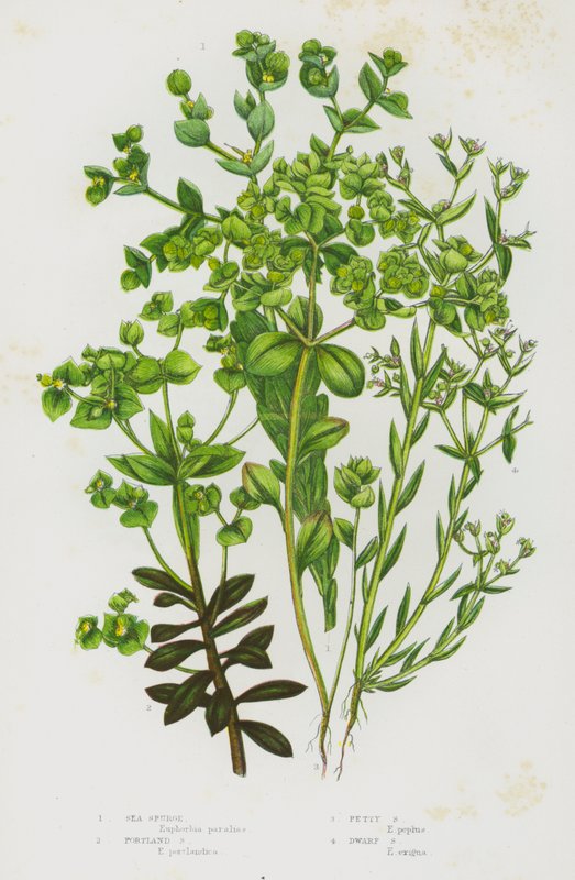 Kvetoucí rostliny Velké Británie: (barevná litografie): Sea Spurge, Portland Spurge, Petty Spurge, Dwarf Spurge (barevná litografie) od English School