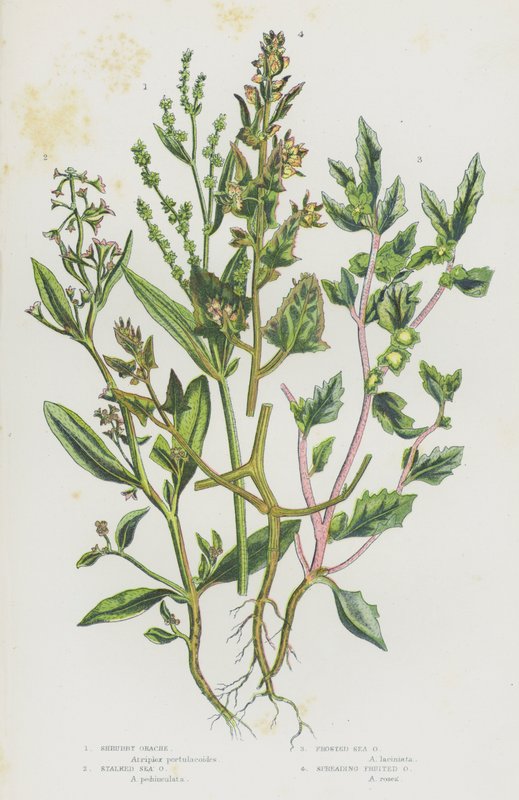 Kvetoucí rostliny Velké Británie: (barevná litografie): Orache keřovitá, Orache stébelnatá, Orache mrazuvzdorná, Orache rozprostřená (barevná litografie) od English School