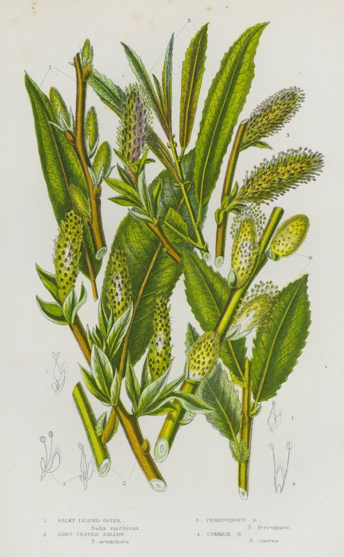 Kvetoucí rostliny Velké Británie: (barevná litografie): Silky Leaved Osier, Long Leaved Sallow, Ferruginous Sallow, Common Sallow (barevná litografie) od English School