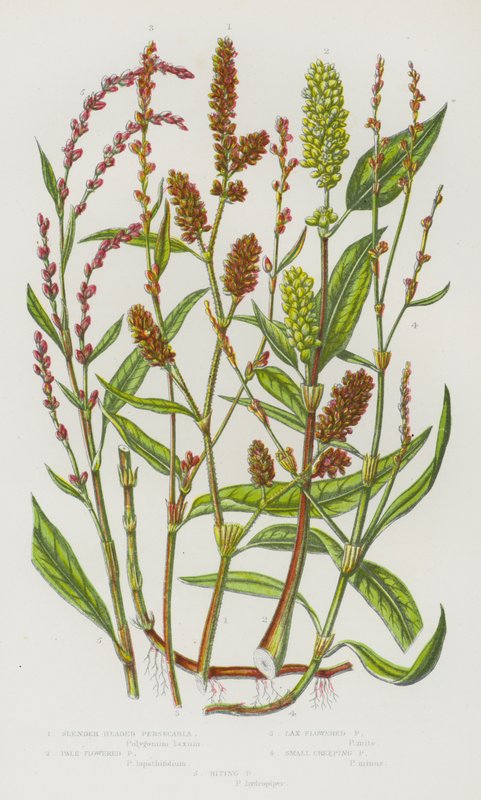Kvetoucí rostliny Velké Británie: Persicaria štíhlohlavá, Persicaria bleděkvětá, Persicaria laxně květovaná, Persecaria malá plazivá, Persecaria kousavá (barva lito) od English School