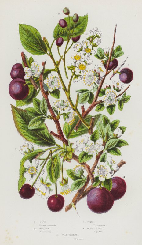 Kvetoucí rostliny Velké Británie: (barevná litografie): Sloe, Bullace, Plum, Bird Cherry, Wild Cherry (barevná litografie) od English School