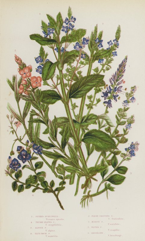 Kvetoucí rostliny Velké Británie: (barevná litografie): Rychlík ostnitý, Rychlík tymiánolistý, Rychlík alpský, Rychlík modrý, Rychlík masitý, Rychlík bahenní, Rychlík vodní, Rychlík potoční (barevná litografie) od English School