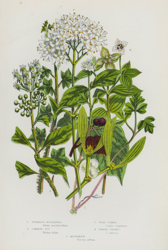 Kvetoucí rostliny Velké Británie: (barevná litografie): Moschatell Tuberous, Ivy Common, Wild Cornel, Dwarf Cornel, Mistletoe (barevná litografie) od English School
