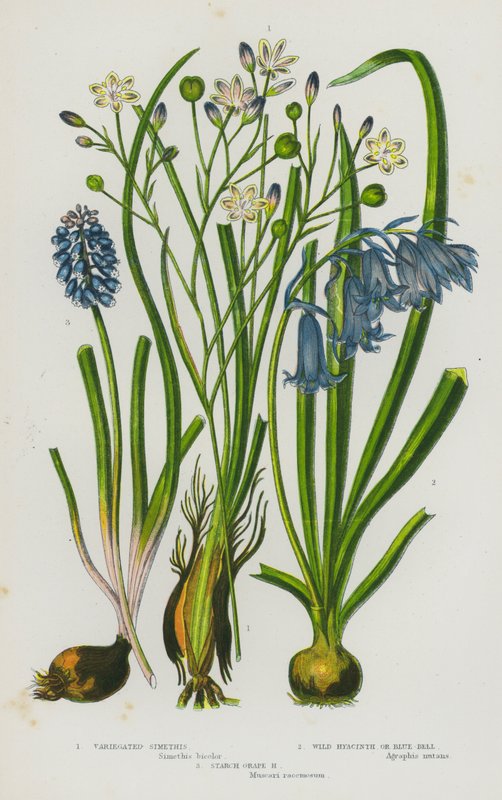 Kvetoucí rostliny Velké Británie: Simethis pestrý, divoký hyacint nebo zvonek modrý, hyacint škrobový (barva litho) od English School