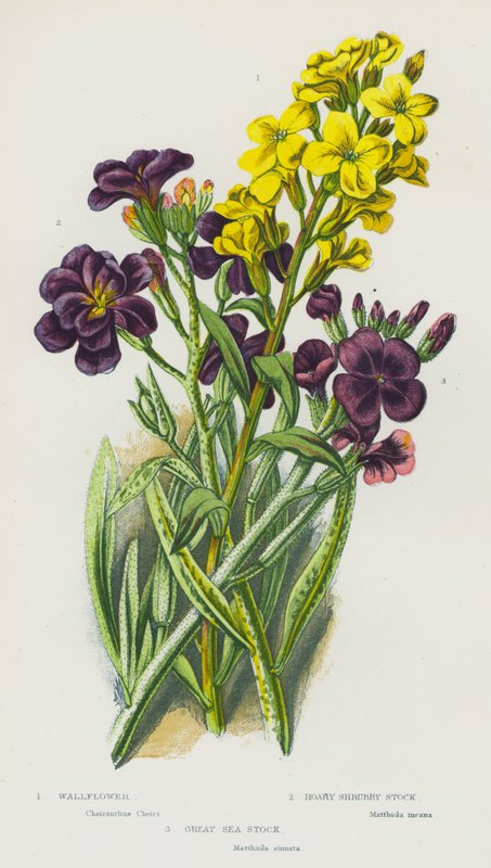 Kvetoucí rostliny Velké Británie: (barevná litografie): Wallflower, Hoary Shruby Stock, Great Sea Stock (barevná litografie) od English School