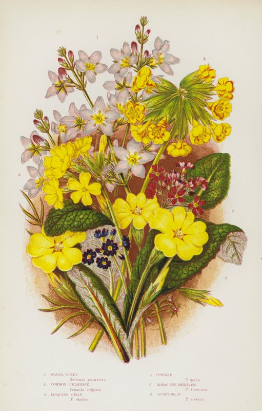 Kvetoucí rostliny Velké Británie: violka vodní, prvosenka obecná, žabinec okvětní, prvosenka obecná, prvosenka ptačí, prvosenka skotská (barva litho) od English School