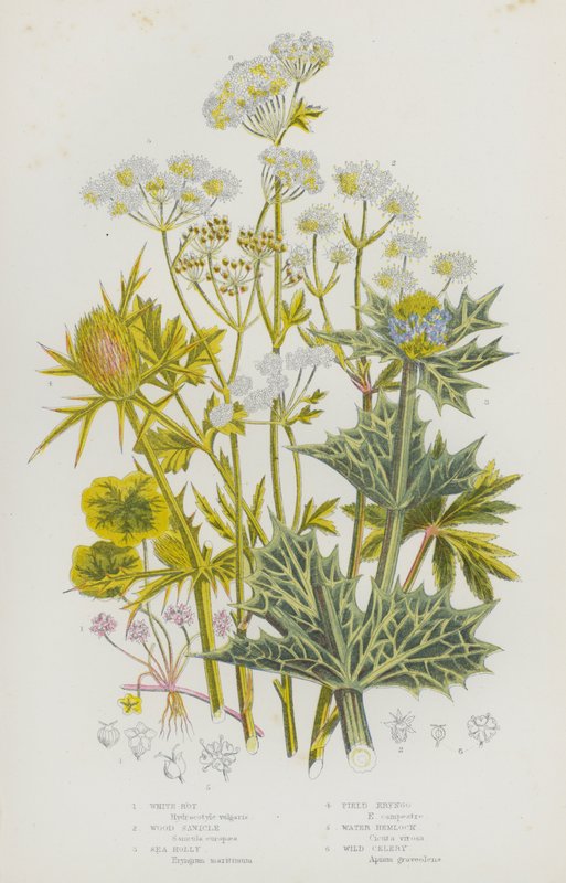 Kvetoucí rostliny Velké Británie: Bílá hniloba, Wood Sanicle, Cesmína mořská, Eryngo polní, Jedlice vodní, Divoký celer (barva litho) od English School
