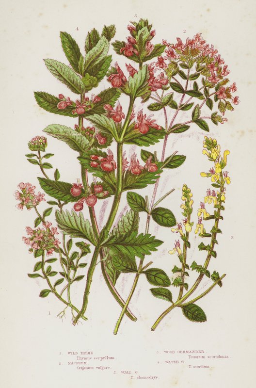 Kvetoucí rostliny Velké Británie: Tymián divoký, Majorum, Wood Germander, Water Germander, Wall Germander (barva lito) od English School