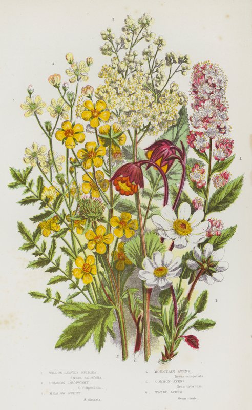 Kvetoucí rostliny Velké Británie: Spiraea vrba listová, dřepčík obecný, luční libavka, horská avens, avens, vodnice (barva lito) od English School
