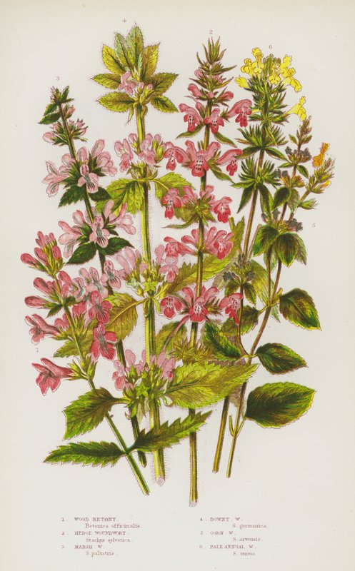 Kvetoucí rostliny Velké Británie: dřevitá betonie, hedgewort, bahenní rana, pýřitá, kukuřičná, bledě roční (barva lito) od English School