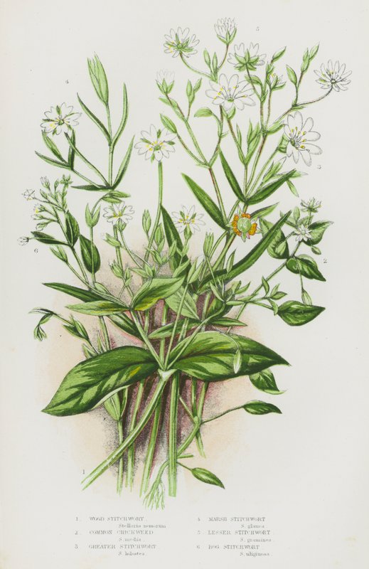 Kvetoucí rostliny Velké Británie: (barevná litografie): stehlík lesní, čičorka pestrá, stehlík větší, stehlík bahenní, stehlík menší, stehlík bahenní (barevná litografie) od English School