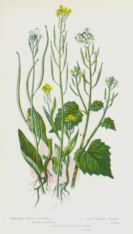 Kvetoucí rostliny Velké Británie: hořčice melasová, hořčice česneková, hořčice melasová (barva litho) od English School