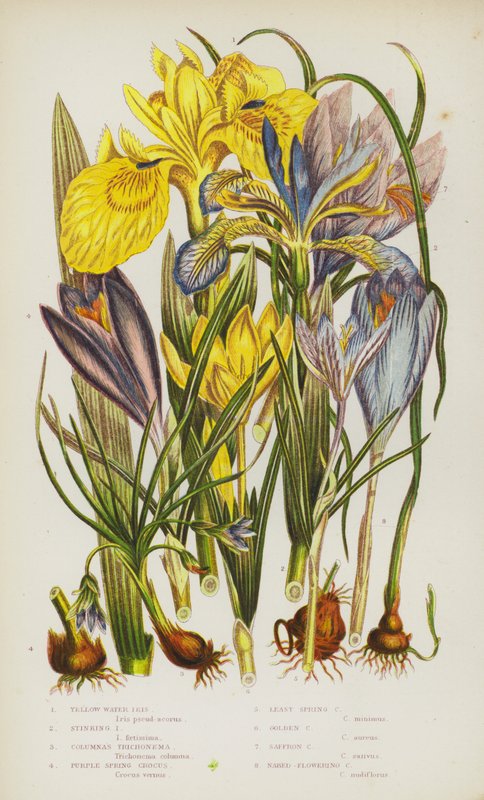 Kvetoucí rostliny Velké Británie: kosatec žlutý, kosatec páchnoucí, Columnas Trichonema, krokus jarní, krokus jarní, krokus zlatý, krokus šafránový, krokus nahokvetý (barva lito) od English School