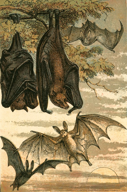 Flying Fox, Vampire Bat, Common Bat a Spectre Vampire od English School