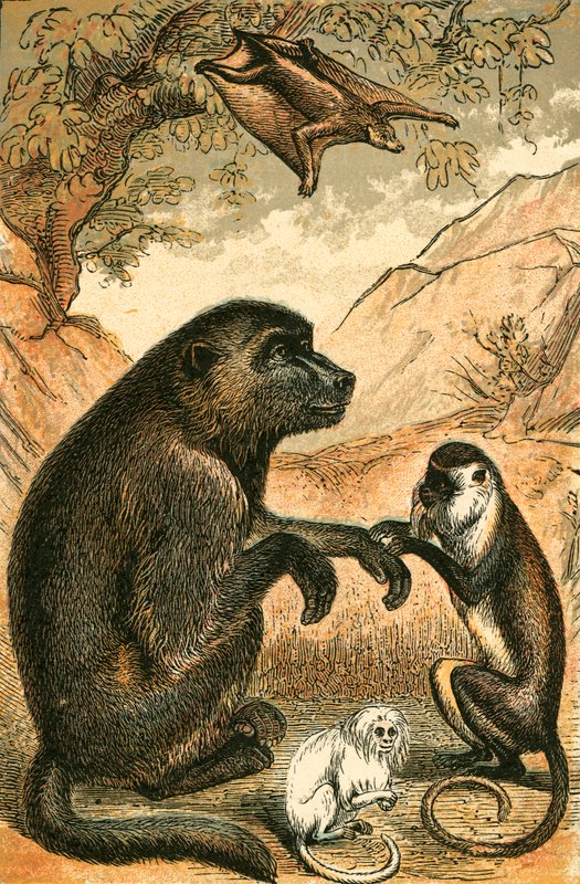 Létající lemur, pavián, Diana Monkey a Marmoset od English School