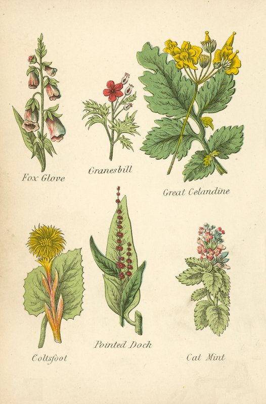 Liščí rukavice, Granesbill, Great Cetandine, Coltsfoot, Pointed Dock, Cat Mint (barevná litografie) od English School