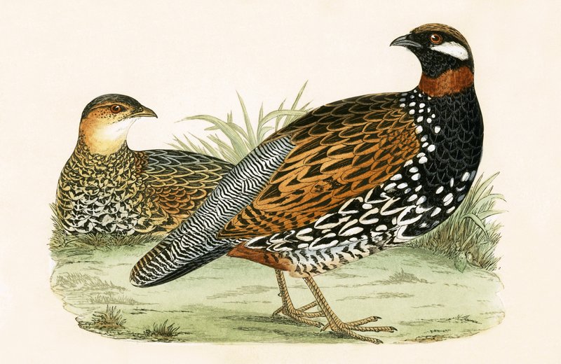 Francolin, ilustrace z „Historie ptáků Evropy nepozorovaných na Britských ostrovech“ od Charlese Roberta Bree (1811-86), vydáno 1867 od English School