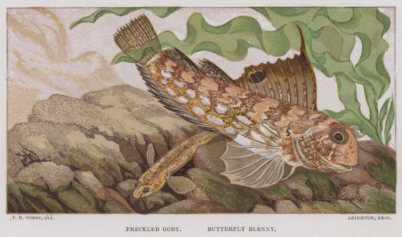 Pihovatý žluťásek, motýl Blenny (barevná litografie) od English School