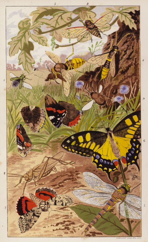 Frontispis k knize Hmyz doma od J. G. Wooda (barevná litografie) od English School