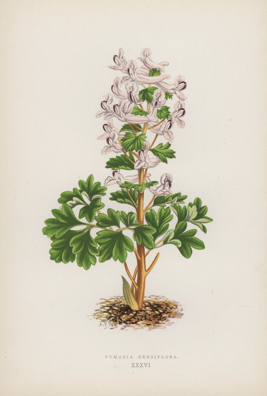 Fumaria Densiflora (barevní členové) od English School