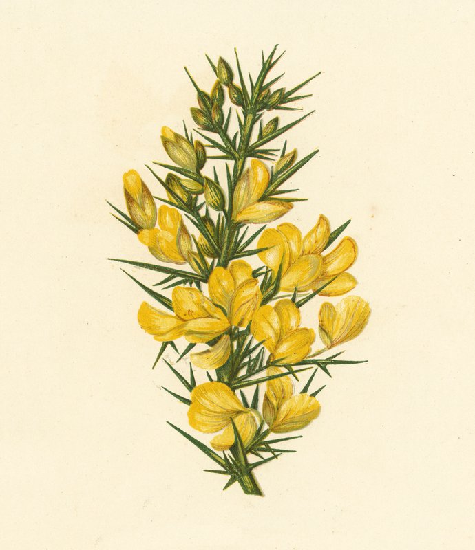 Furze, Ulex Europaeus (barevná litografie) od English School