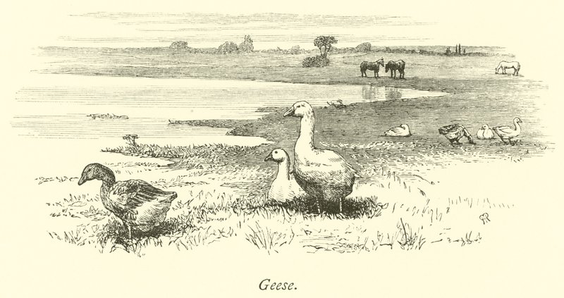 Husy od English School