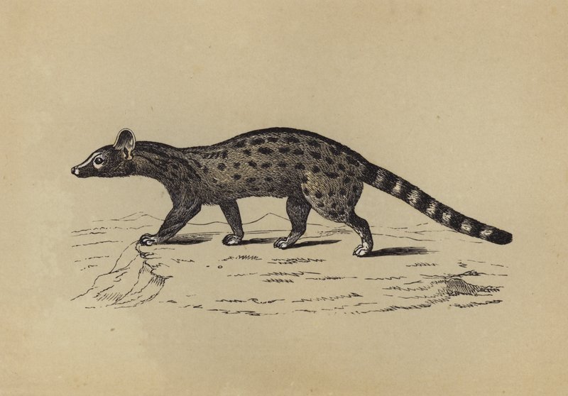 Genet (barevná litografie) od English School
