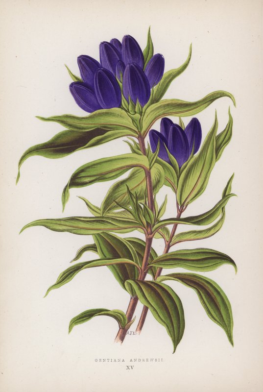 Gentiana Andrewsii (barevná litografie) od English School