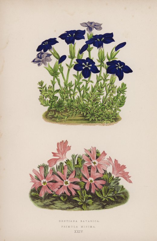 Gentiana Bavarica; Primula Minima (barevné lito) od English School