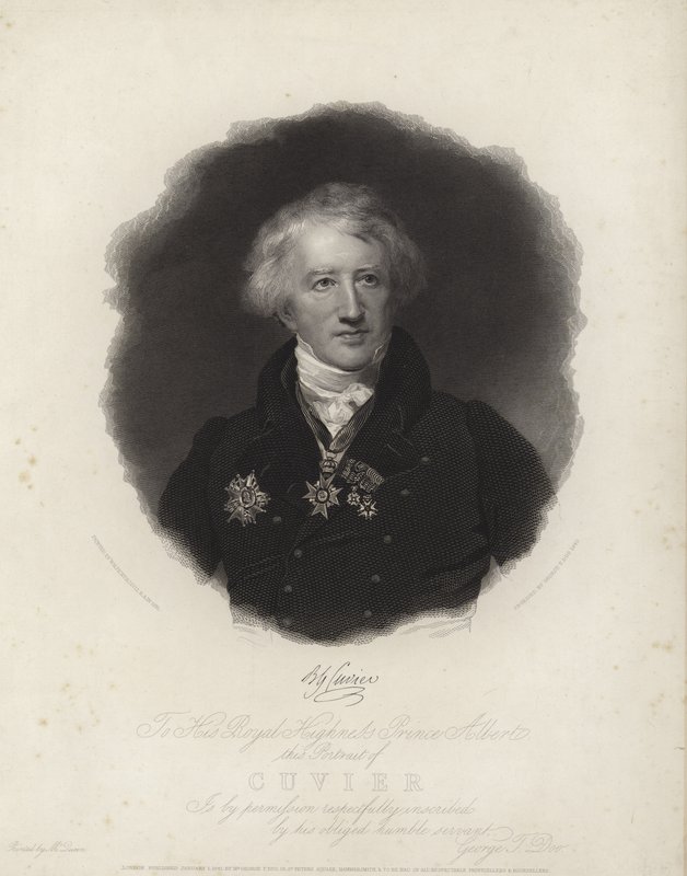 George Cuvier od English School