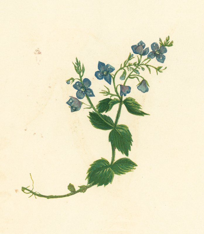 Rozrazil německý, Veronica Chamaedrys (barevná litografie) od English School