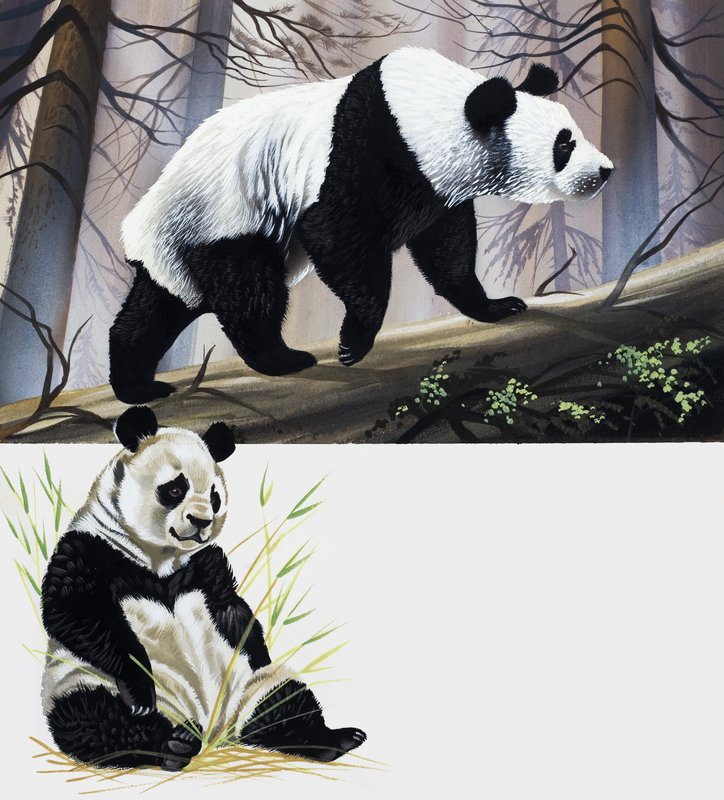 Obrovská Panda od English School