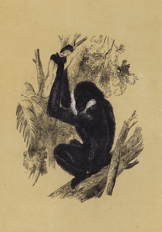 Gibbon (barva lito) od English School