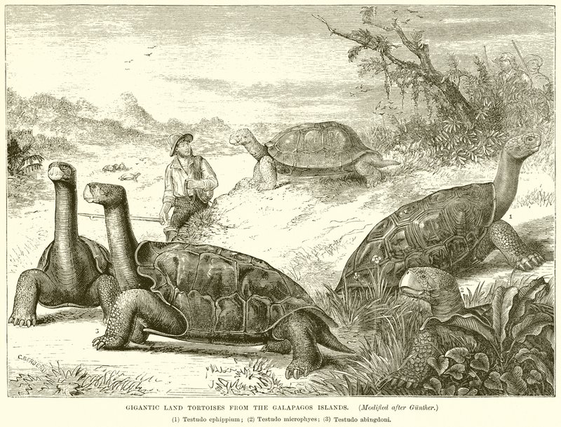 Gigantické suchozemské želvy z Galapágských ostrovů od English School